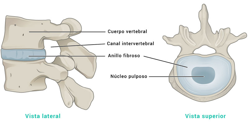 vertebra de columna lumbar